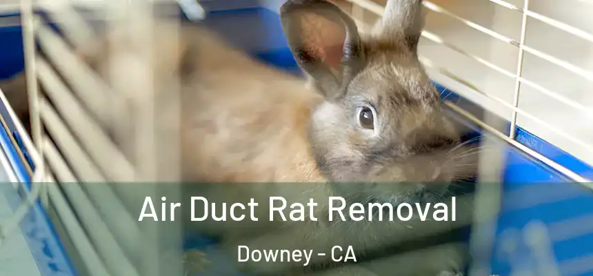 Air Duct Rat Removal Downey - CA